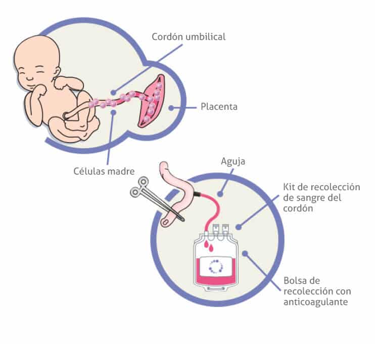 what is cord blood