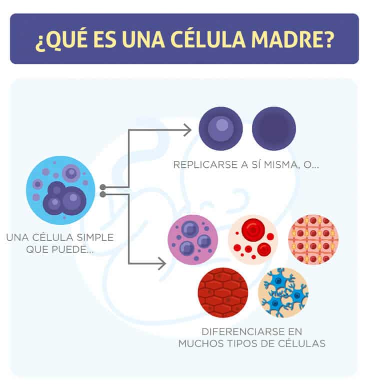 Guión malla representación Qué son las células madre? Conozca su impresionante poder