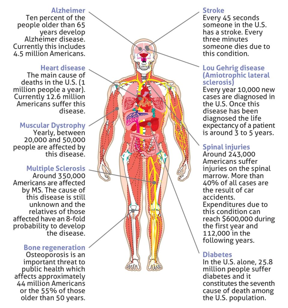 img Potential Uses 1 steam cell cord blood