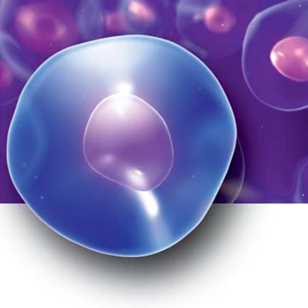 img Why are dental pulp stem cells so special 1 steam cell cord blood